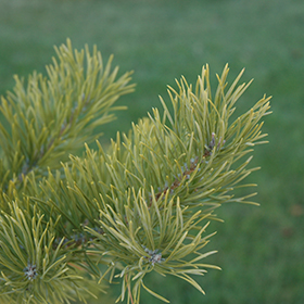 Scotch Pine (Pinus sylvestris)