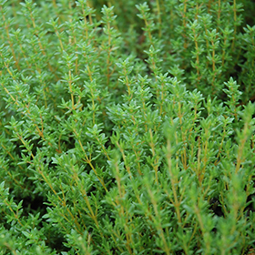 Summer Thyme, Thymus vulgaris