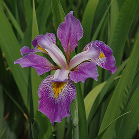 Iris virginica