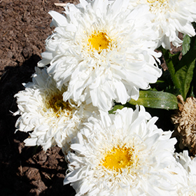 Leucanthemum AMAZING DAISIES® 'Marshmallow' - Garden Crossings