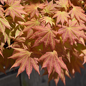 Autumn Moon Full Moon Maple (Acer shirasawanum 'Autumn Moon