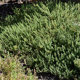 Summer Thyme, Thymus vulgaris