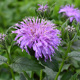 Individual Sugar Scarlet