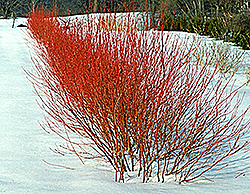 Cardinal Dogwood (Cornus sericea 'Cardinal') in Milwaukee Brookfield ...