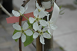 Bosc Pears On Green – JacquelineCornette