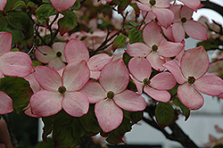 【2024年】お歳暮ギフト kousa (Cornus Dogwood Chinese Satomi 'Satomi') Milwaukee in その他