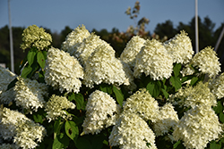 Limelight Hydrangea (Hydrangea paniculata 'Limelight') in