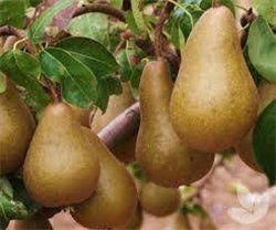 Bosc Pears On Green – JacquelineCornette